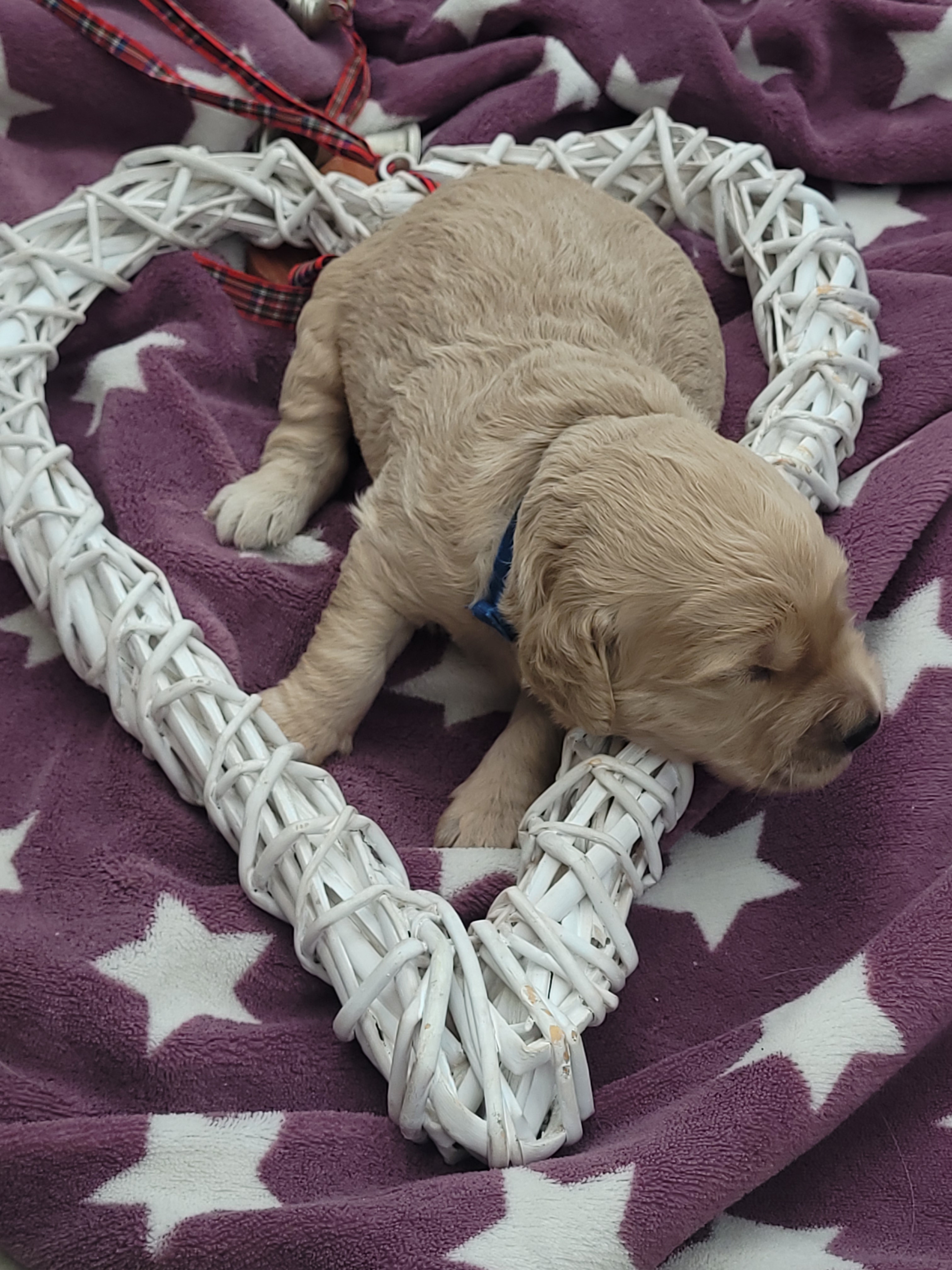 Goldendoodle, standard poodle, Königspudel, Großpudel, Golden Retriever